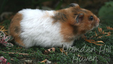 Starla- Golden Tortoiseshell and White (Banded) Satin Shorthaired